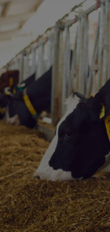 Feeds & Nutrition Producers